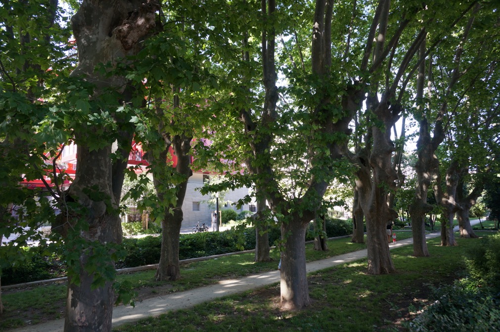 34 Allée de platanes devant le Version Rubis
