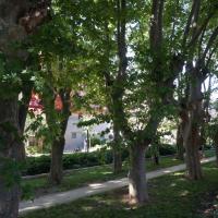 34 Allée de platanes devant le Version Rubis