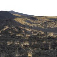 62 etna vegetation 1